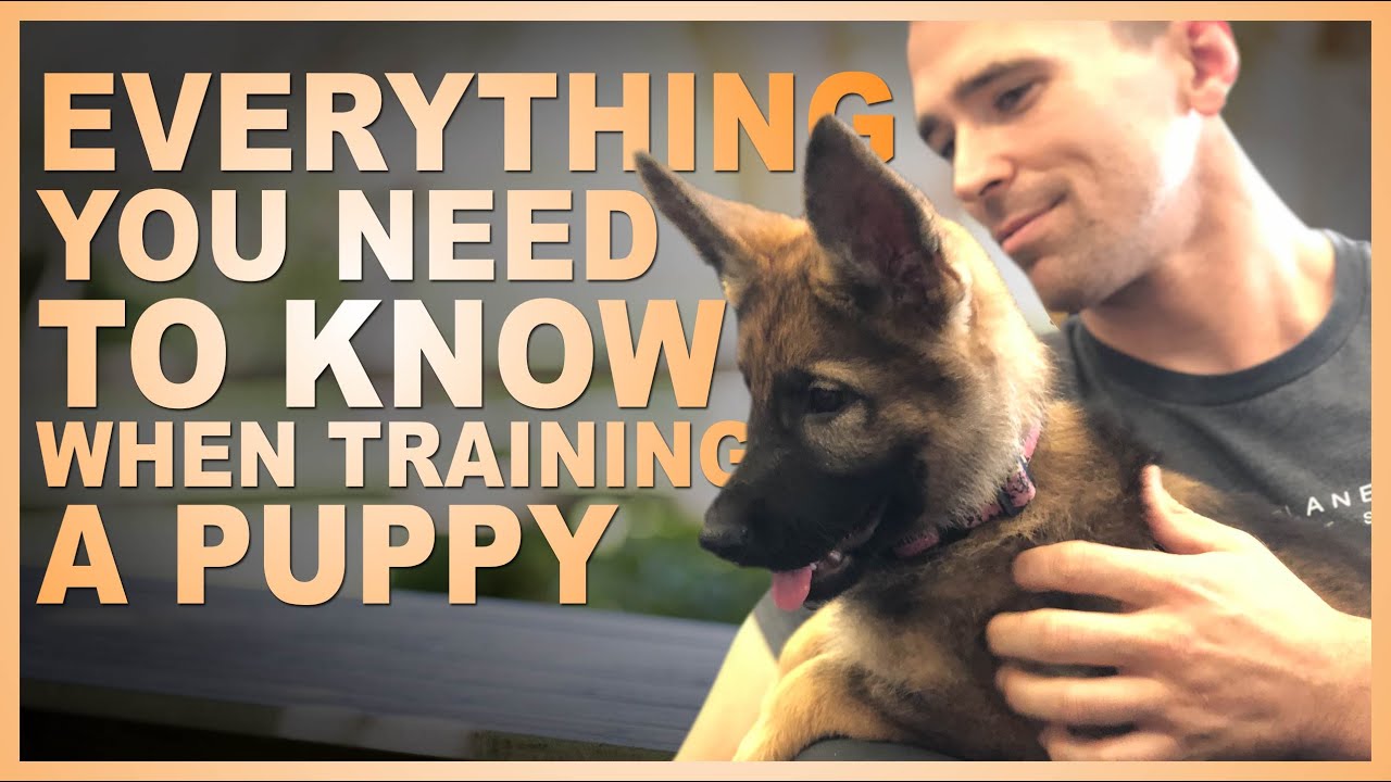 Everything You Need to Know When Training Your Puppy.