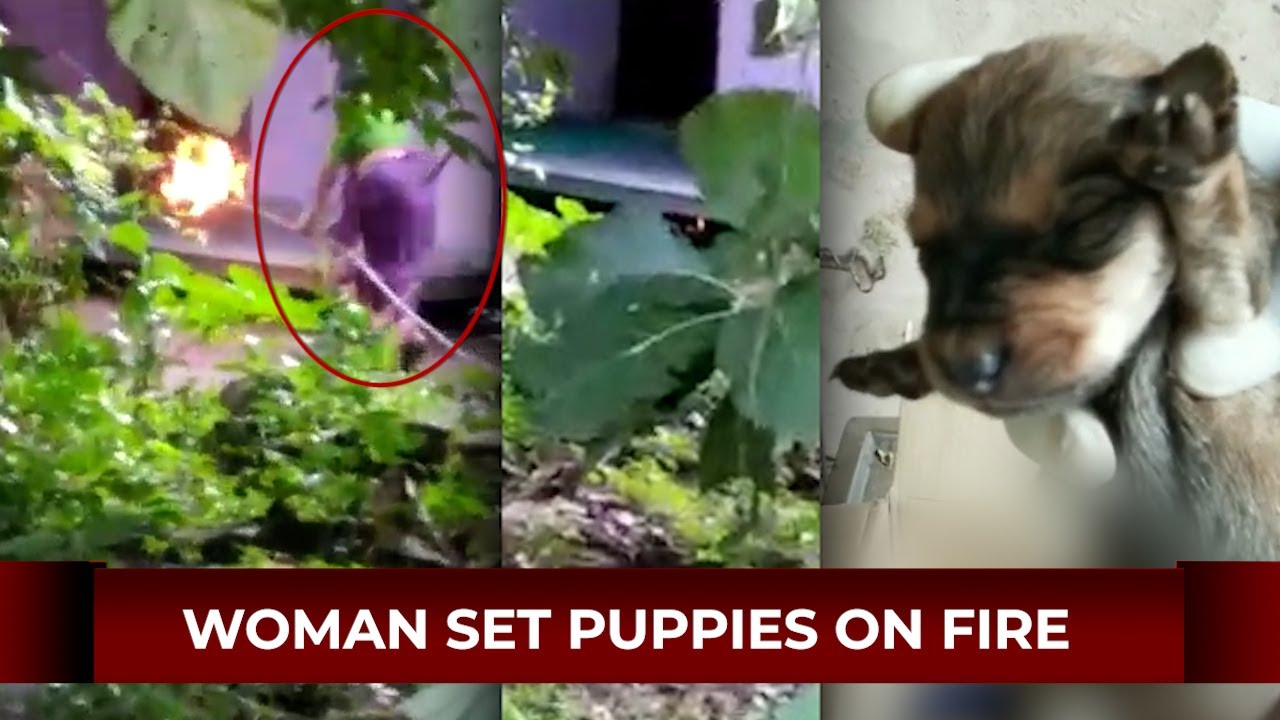 Brutal: Woman set dog, puppies on fire in Kerala