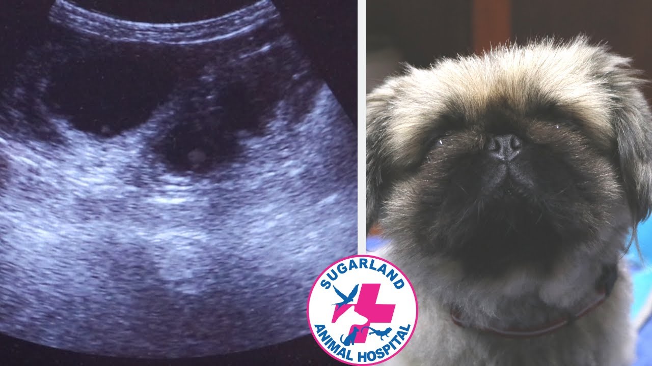 Pregnancy ultrasound – Gigi the dog is pregnant! puppies on the way!