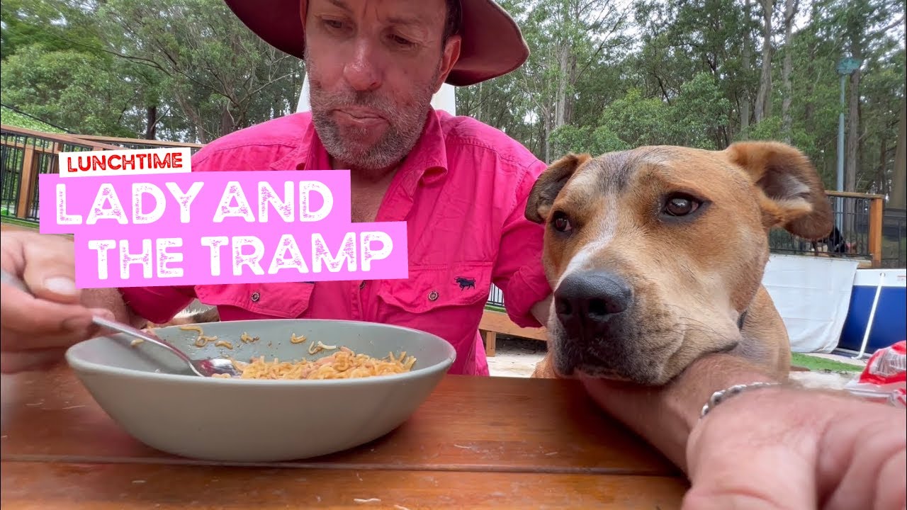 Lunch time – Lady & The Tramp Style