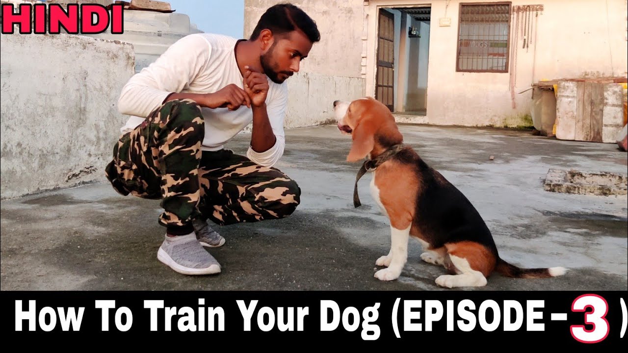 Beagle Dog Training Series – Episode 3 || Training Your Dog “Go to Your kennel” and “Stay inside”