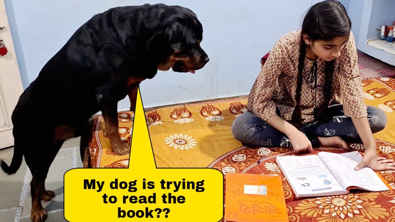 My dog needs a book|| jerry wants to play||funny dog videos.