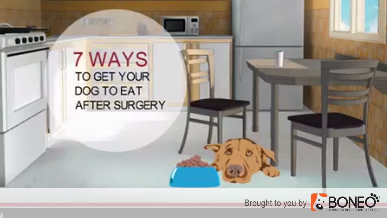 Dog Surgery Recovery- 7 Ways to Get a Dog to Eat