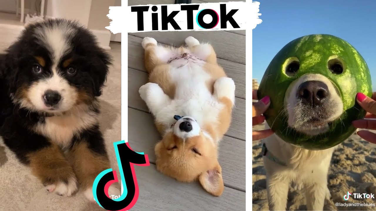 Funny DOGS of TikTok ~ Cute Puppies ~ Best Doggos of TIK TOK ~ Dog Squad