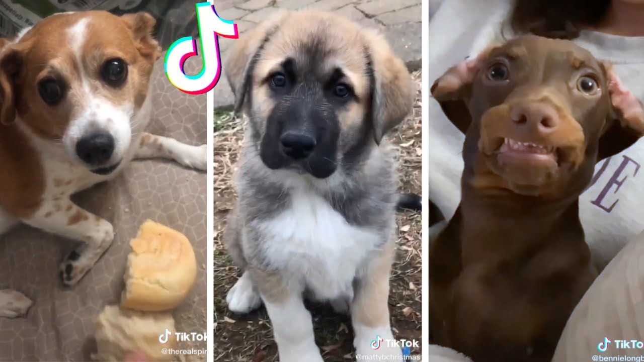 Cutest Puppies & Funniest Dogs on TikTok Compilation ~ Try Not To Laugh