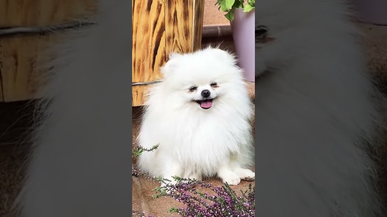 very cute pappi|| video is enjoy my cute children dog|| dog care center||