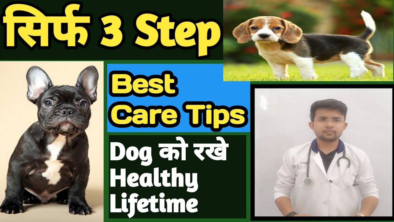 सिर्फ 3 Step और Dog को रखे Healthy  || Dog Care Tips || Pet Care Tips || THE PET VISION  || Sahil