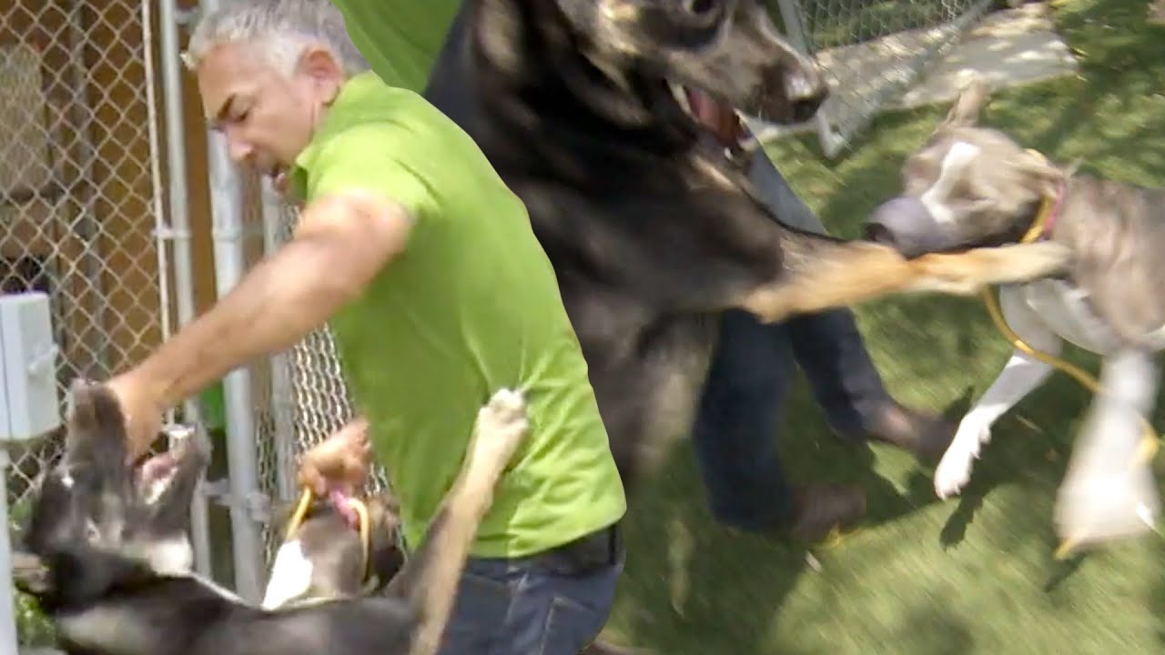 Cesar Millan Breaks Up A Dangerous Pitbull and German Shepherd Dog Fight | Cesar 911