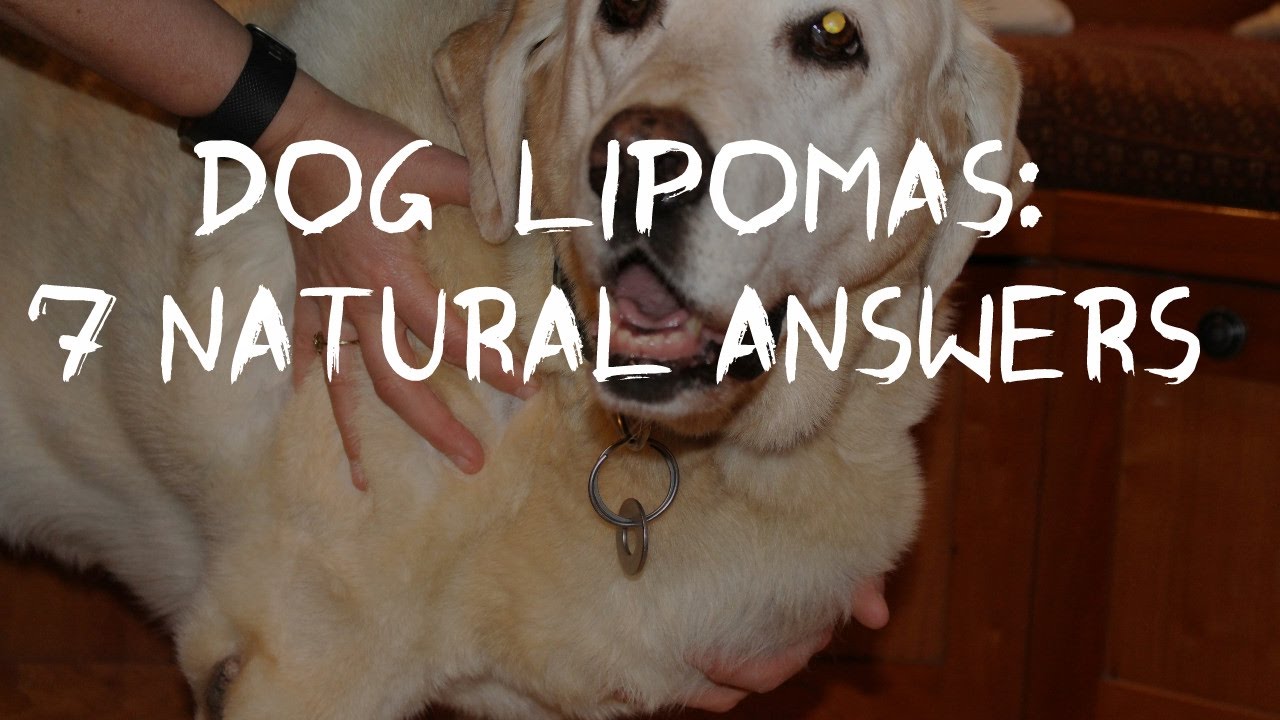 Dog Fatty Tumors: How to Tell and Treat Lipomas At Home