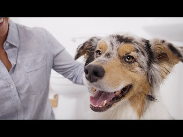 How to Brush a Dog’s Teeth & Why Dog Dental Care is Important | (Petco)