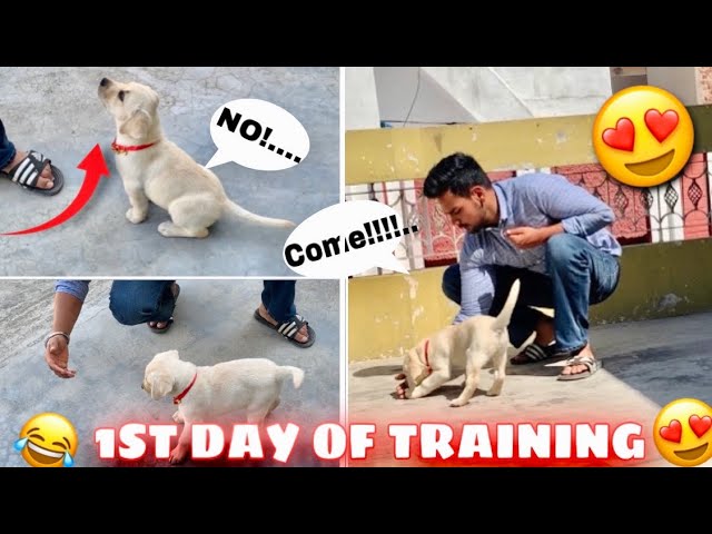 MY PUPPY 1ST DAY TRAINING || NAME COMMAND || DOG TRAINING || LABRA DOG TRAINING || ASG FILMS