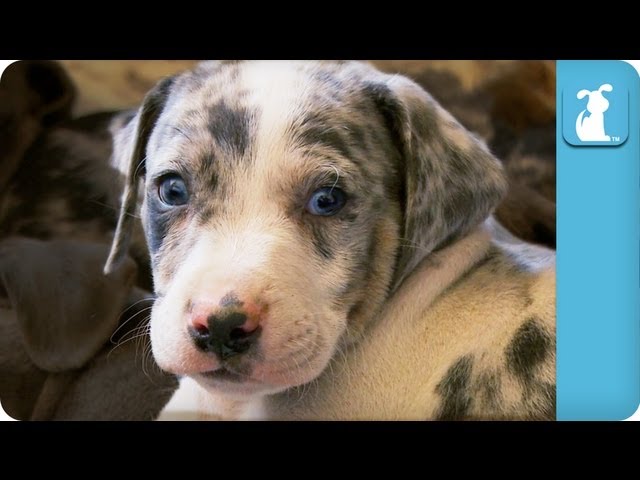 Louisiana Catahoula Leopard Puppies – Puppy Love