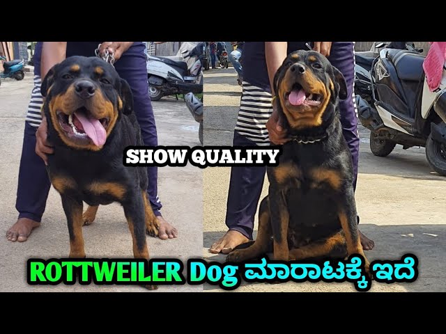 Show Quality Rottweiler Female Dog Available In Mysore | With KCI Paper | Rott Dog For Sale |