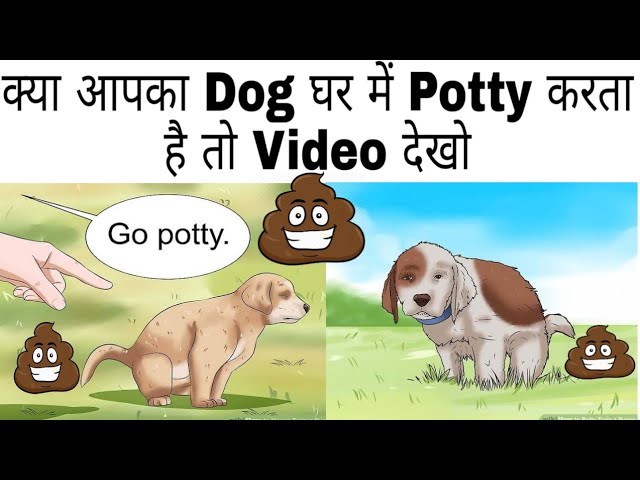 How To Potty Train Your puppy And Dog /Potty Training Dog/PITTBULL Dog training