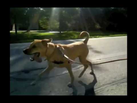 Video: Dog Running services from the Dogs Love Running! pet care service