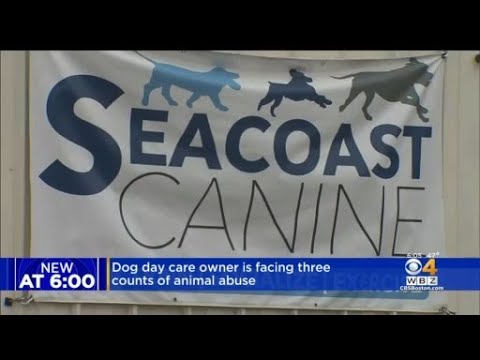 Dog Day Care Owner Facing Three Counts Of Animal Abuse