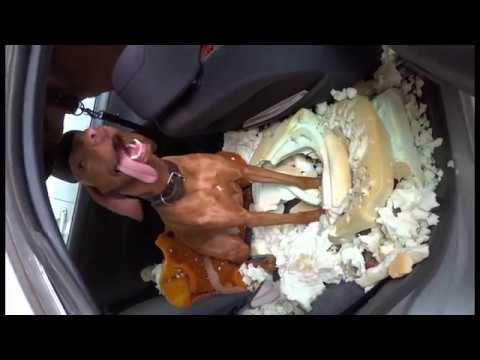 Dog VS Car , “funny” Vizsla destroyed Car seats