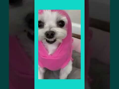 meme #dog#cute#cachorro#meme#shorts#flyp#humor