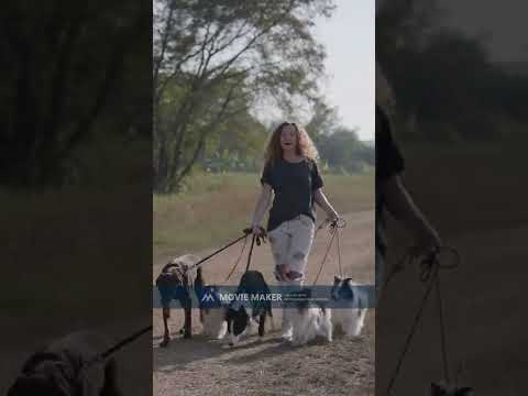 No-1 Dog Training #Shorts #ShortVideos #training #Ytshorts #whatsappstatus #shortsfeed #Viralshorts