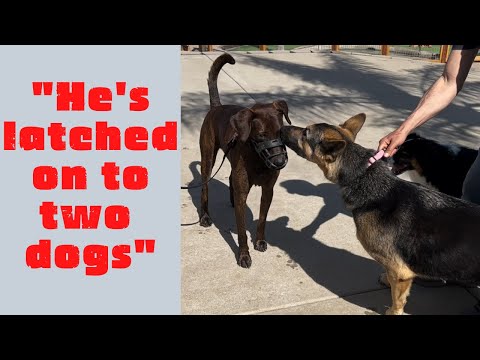 Aggressive and reactive Mexican street dog meets dogs