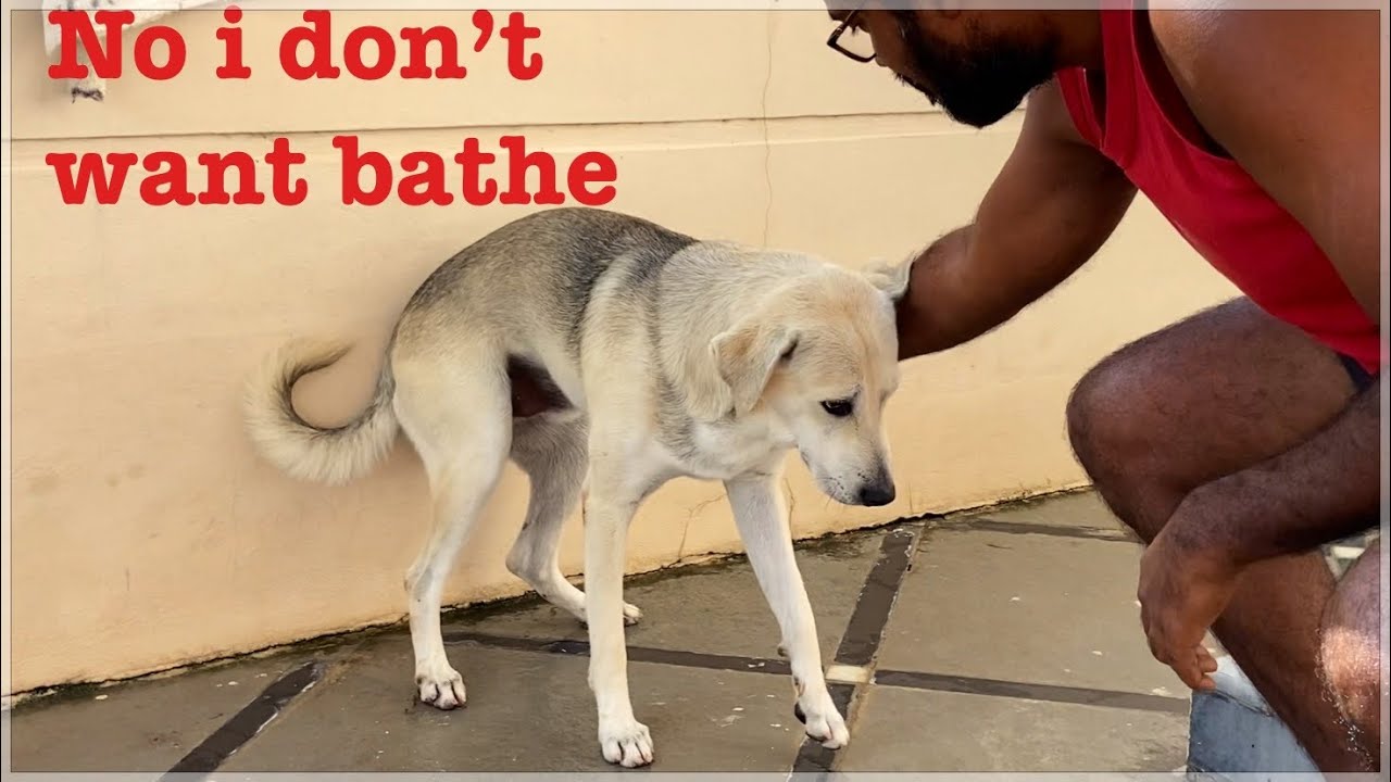 Funny Dogs Just Don’t Want To Bathe || Dogs Funny Reaction Before Bathe || shashimourya