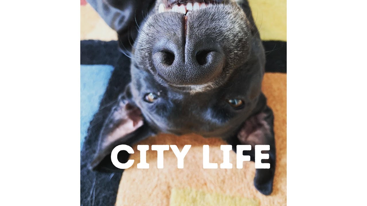 Dogs Move to City #humor #animals #dogs #funny dogs HumorPets