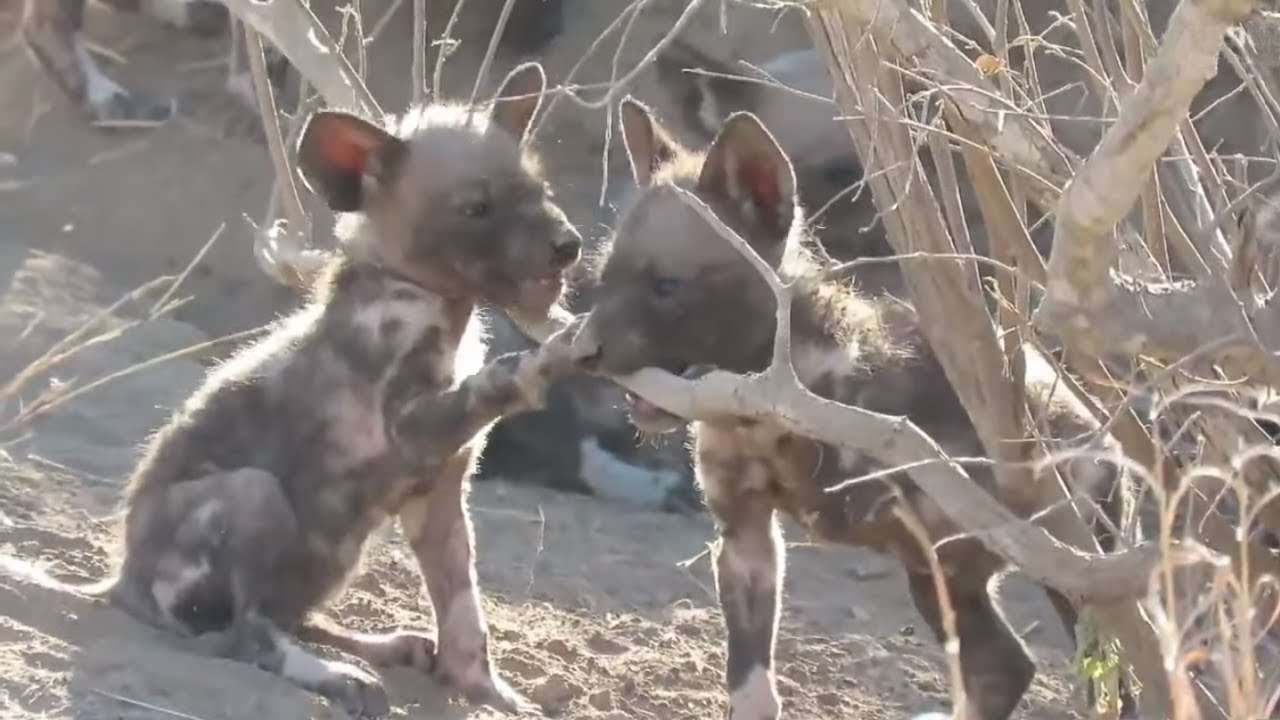 Wild dog mother calls her puppies for long-awaited playtime session