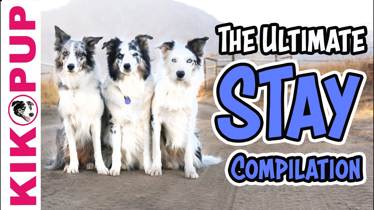 Teach your dog to STAY – The ULTIMATE STAY compilation