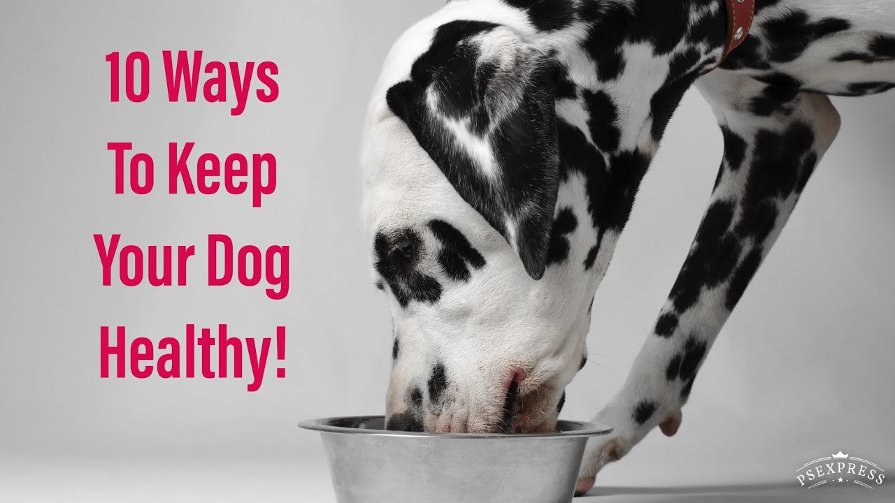 10 Ways To Keep Your Dog Healthy