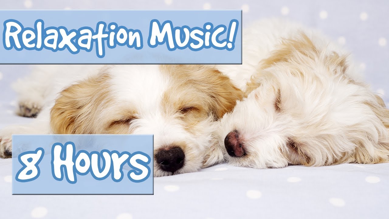 BEST PLAYLIST FOR CALMING PUPPIES. Music to Relax My Puppy, Special Therapy Music for Dogs