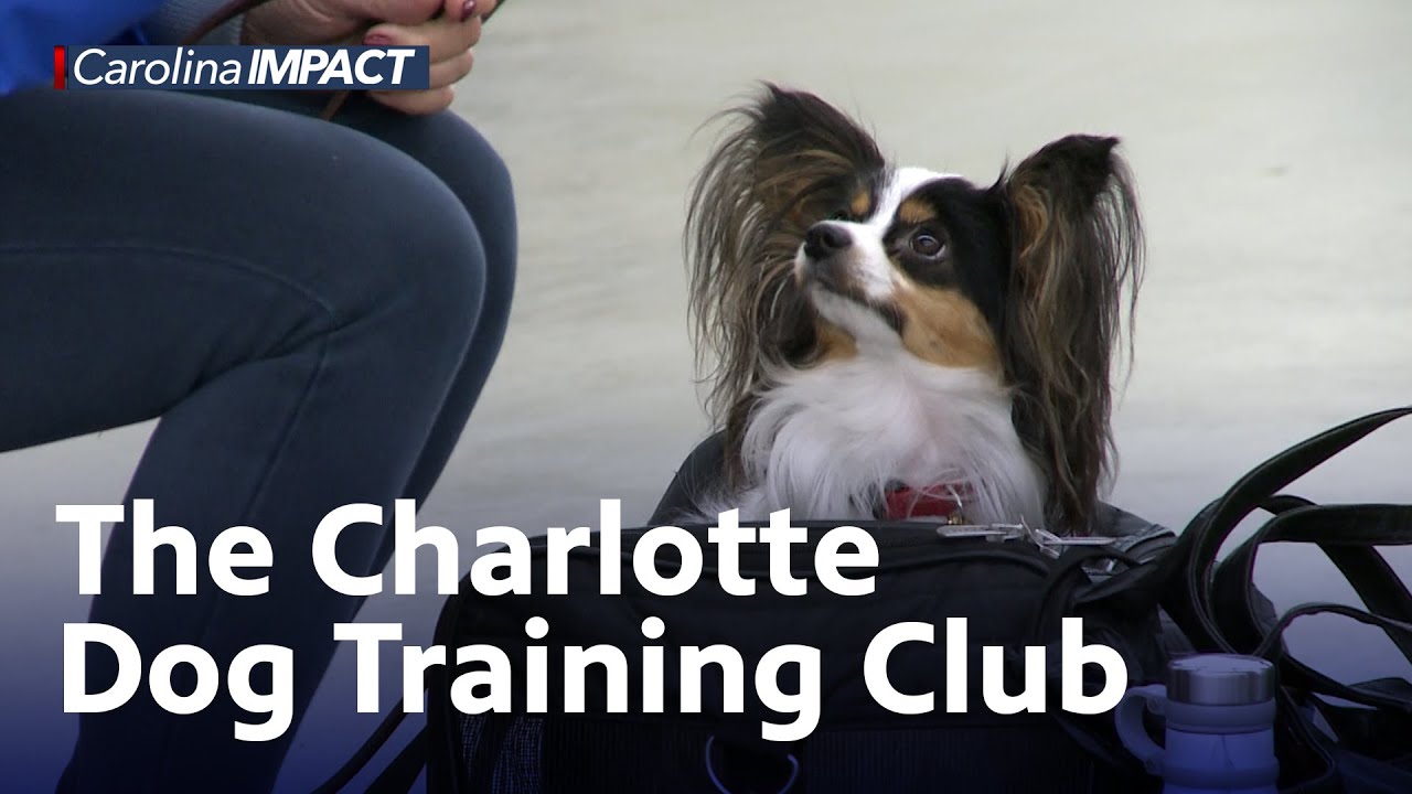 The Charlotte Dog Training Club – Carolina Impact: February 9, 2021