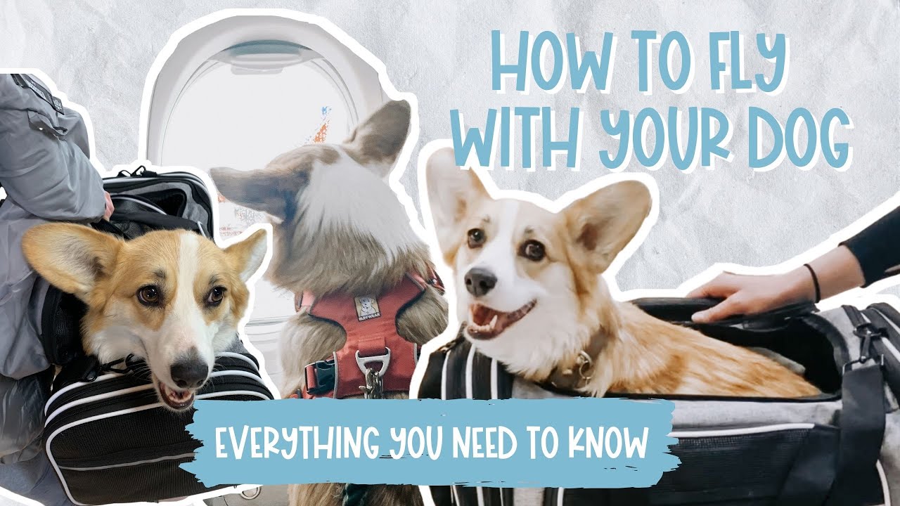 Flying With Your Dog in Cabin (NON ESA) | My Experience Bringing My Corgi on a Plane in a Carrier