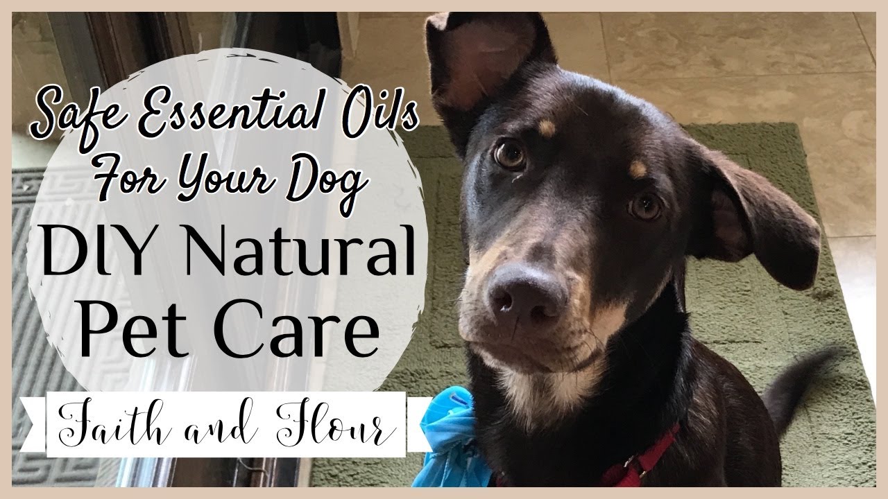 DIY Natural Pet Care | Safe Essential Oils for Your Dog | Simply Earth May Recipe Box