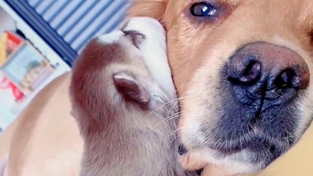 Golden Dog Adores His Best Friend’s Cute Puppies