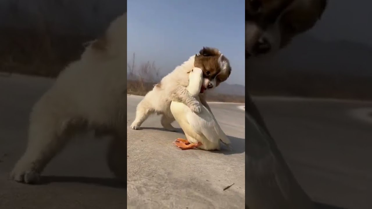 CUTE LITTLE DOG PLAYING WITH DUCK