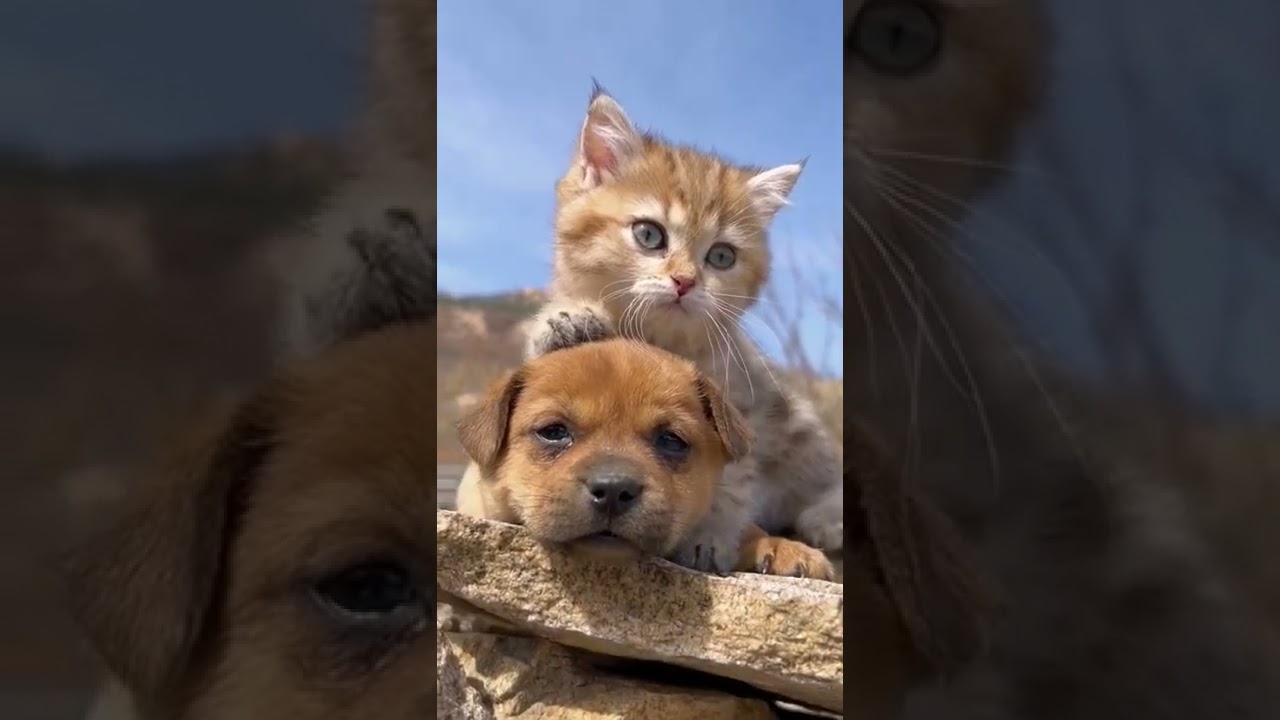 CUTE LITTLE DOG WITH CAT