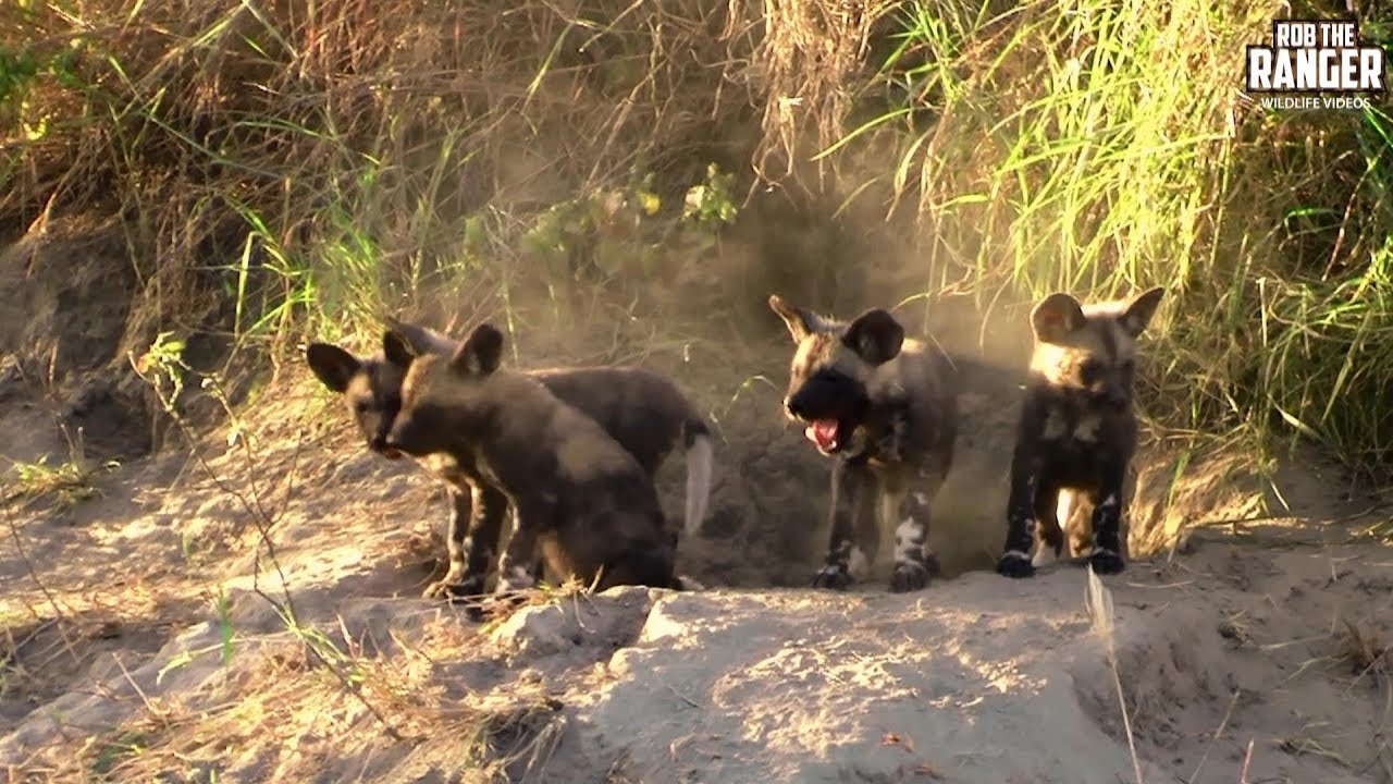 Painted Wolf/African Wild Dog Puppies At The Den | Archive Footage