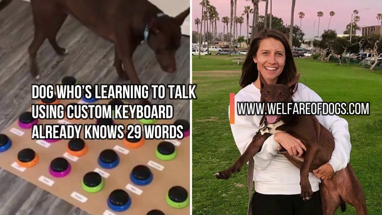 Dog Learning To Talk Already Knows 29 Words