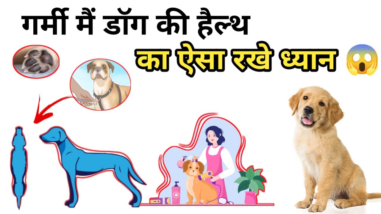 How to maintain dog body in summer / गर्मी मैं डॉग की हैल्थ का ऐसा रखे ध्यान / dog care