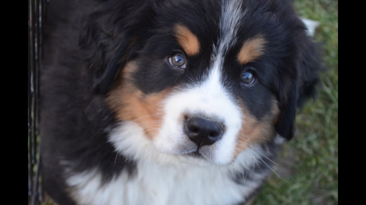 Bernese Mountain Dog Puppies (Chiots Bouviers Bernois) – Part 1