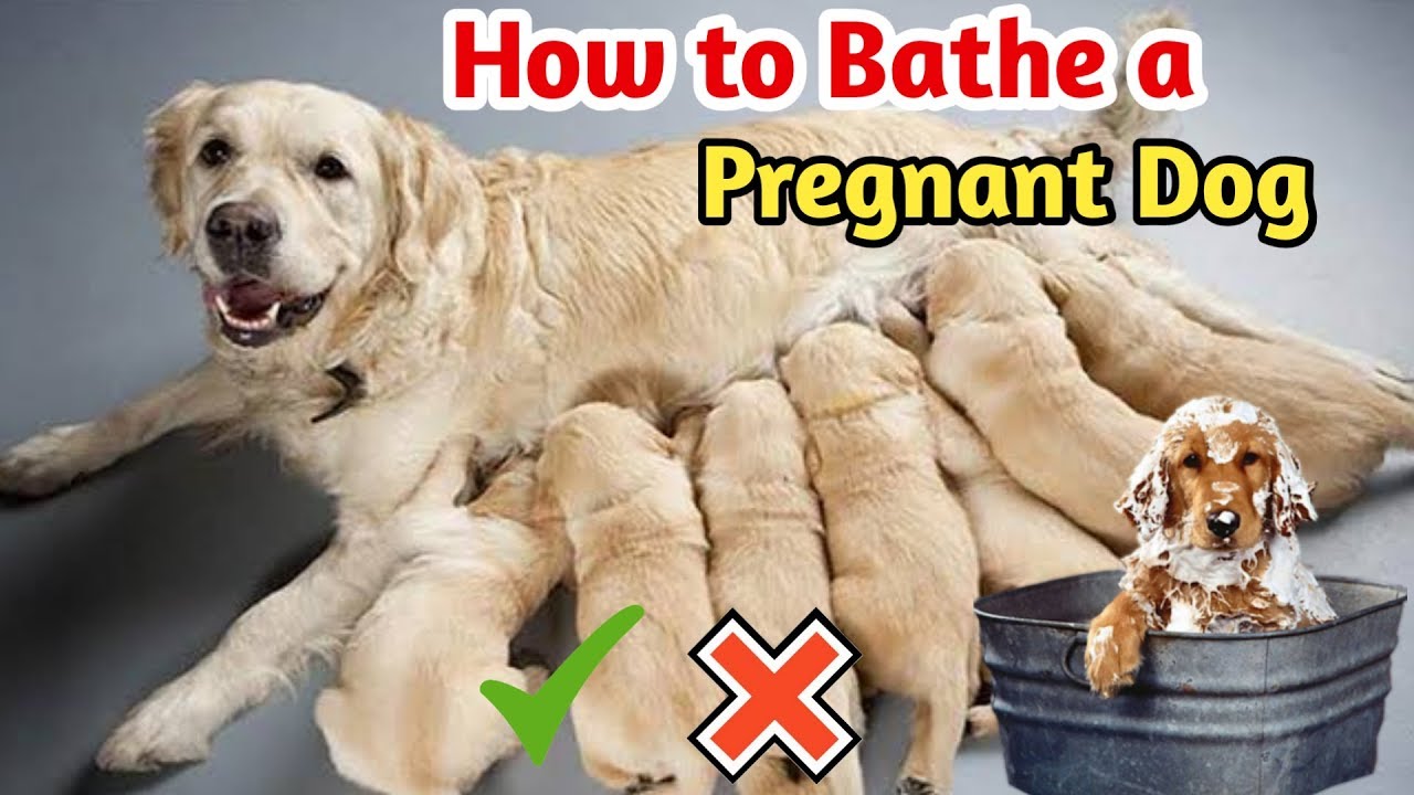 How to Bathe a Pregnant Dog / Pregnant dog care / how to bath dogs