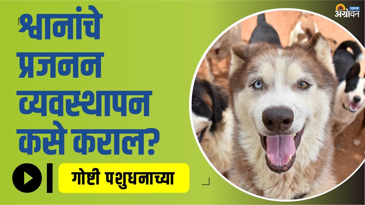 श्वान पालन करताय मग हे पाहा । Dog Breeding । Dog Care | ॲग्रोवन