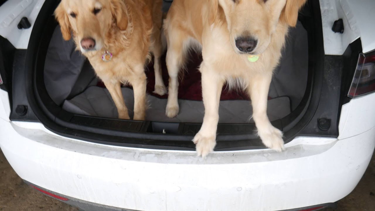 Fitting two dogs in Tesla model S