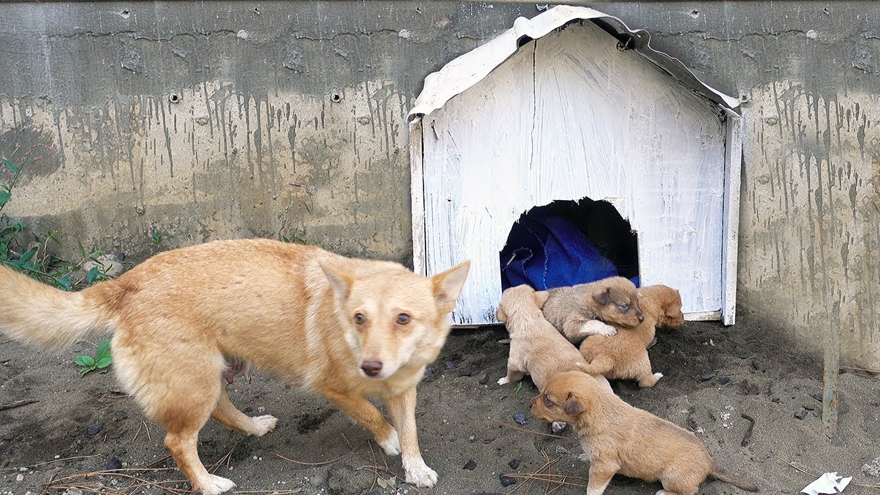 Build New House for Homeless Mother Dog and 4 Cute Puppies