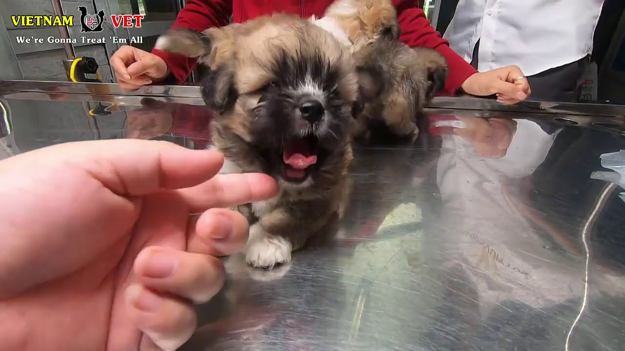 Cutest baby puppies enjoy their first time to take vaccination – Dog Care