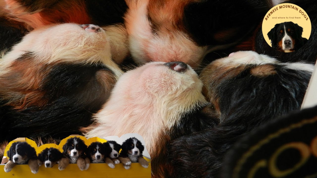 MY DOG GAVE BIRTH TO 9 PUPPIES! Cute Bernese Mountain dog puppies! Masha’s puppies