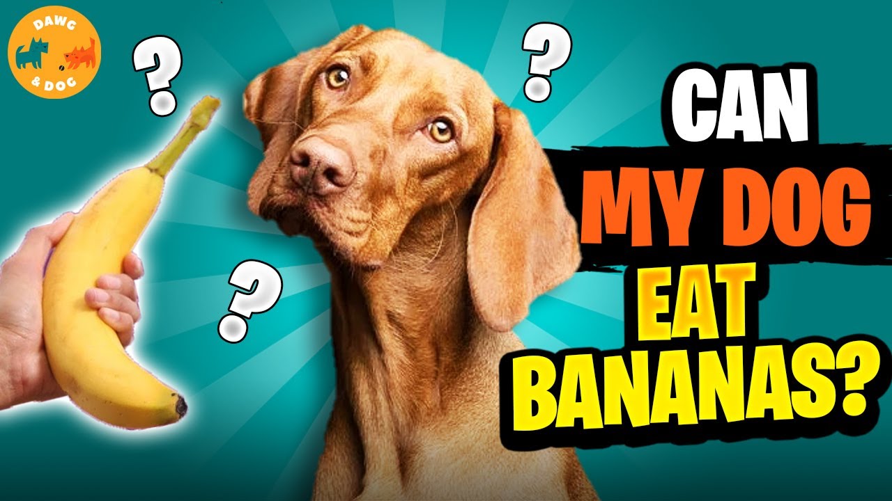 Can Dogs Eat Bananas too? | Are Banana Peels Safe for Dogs? | What Should I feed my Pooch?