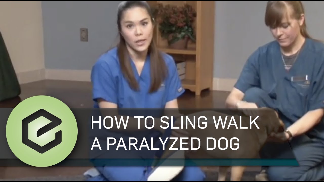 How to Sling Walk a Paralyzed Dog