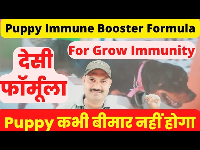 Dog ki Immunity kaise badhaye   Puppy Immune Booster   Ramawat Dog care