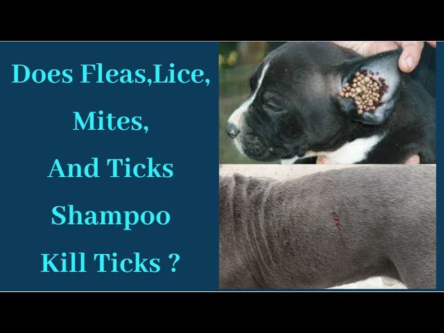 Pet care – Dog’s | Puppy’s | Fleas – Lice – Iice – Mites – Flies and Ticks Shampoo Kill Ticks ?